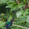 Colibri Falle Vert