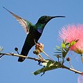 Colibri Falle Vert