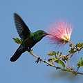 Colibri Falle Vert