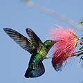 Colibri Falle Vert