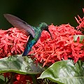 Colibri Falle Vert