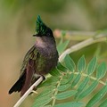 Colibri Huppé