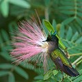 Colibri Huppé