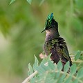 Colibri Huppé