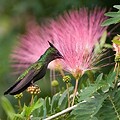 Colibri Huppé