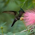 Colibri Huppé