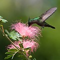 Colibri Huppé