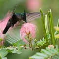 Colibri Huppé