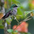 Colibri Huppé