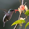 Colibri Huppé