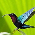 Colibri Madère