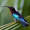 Colibri Madère