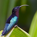 Colibri Madère