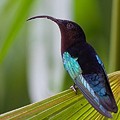 Colibri Madère