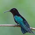 Colibri Madère