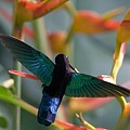 Colibri Madère