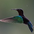 Colibri Madère