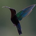 Colibri Madère