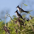 Bulbul Orph&eacute;e