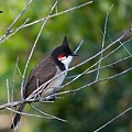 Bulbul Orph&eacute;e