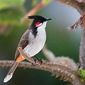 Bulbul Orph&eacute;e