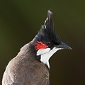 Bulbul Orph&eacute;e