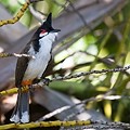 Bulbul Orph&eacute;e