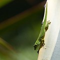 Phelsuma Madascariensis Grandis