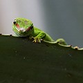 Phelsuma Madascariensis Grandis