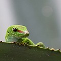 Phelsuma Madascariensis Grandis