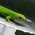 Phelsuma Madascariensis Grandis