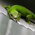 Phelsuma Madascariensis Grandis