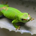 Phelsuma Madascariensis Grandis