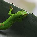 Phelsuma Madascariensis Grandis