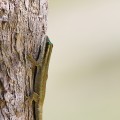 Phelsuma Ornata