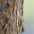Phelsuma Ornata