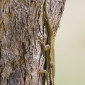 Phelsuma Ornata