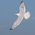 Go&eacute;land Argent&eacute;