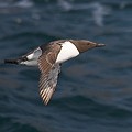 Guillemot de Troil