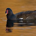 Gallinule Poule d'eau
