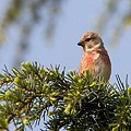 Linotte Mélodieuse