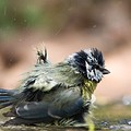 Mésange Bleue