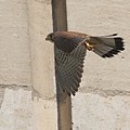 Faucon Cr&eacute;cerelle