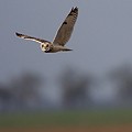 Hibou des Marais