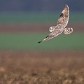 Hibou des Marais