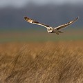 Hibou des Marais