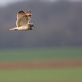Hibou des Marais