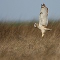 Hibou des Marais