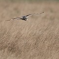 Hibou des Marais