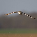 Hibou des Marais